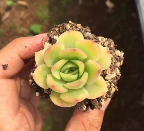  x海琳娜■景天大神亲手杂交的50多种多肉，你肯定没见过！