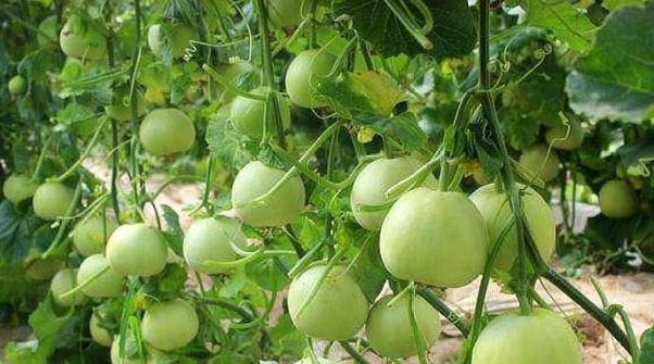  传统|一种农村作物，收入是传统作物的10倍，现在每亩收入8万元