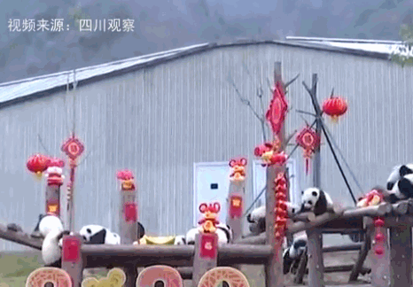 2019级熊猫宝宝集体拜年 场面壮观且一度混乱