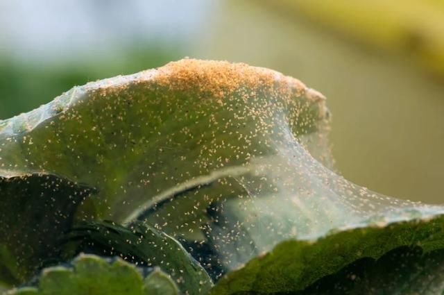  『植物的叶片』预防植物感染虫害要掌握几个技巧，否则容易感染这8种常见害虫