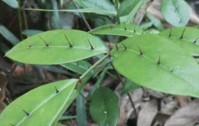  『杂草』很好辨认的1种“杂草”，被称为“两面针”，植株有价值，请珍惜