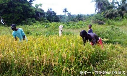  「第一次」非洲人第一次种植出大米，称中国人民是全世界最聪明