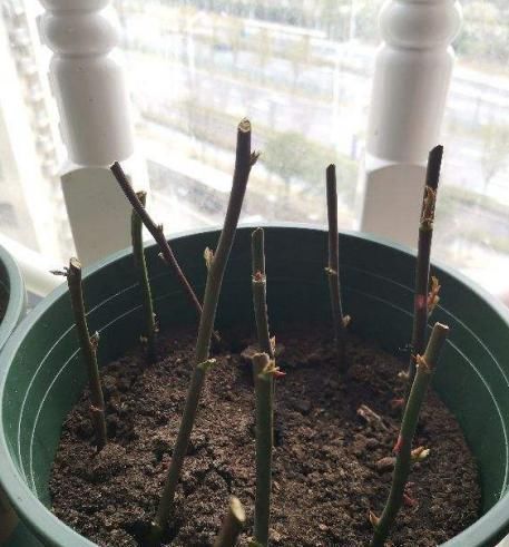 全民@全民养花季,教你6个“养花绝招”,杀害虫促发芽,扦插生根快