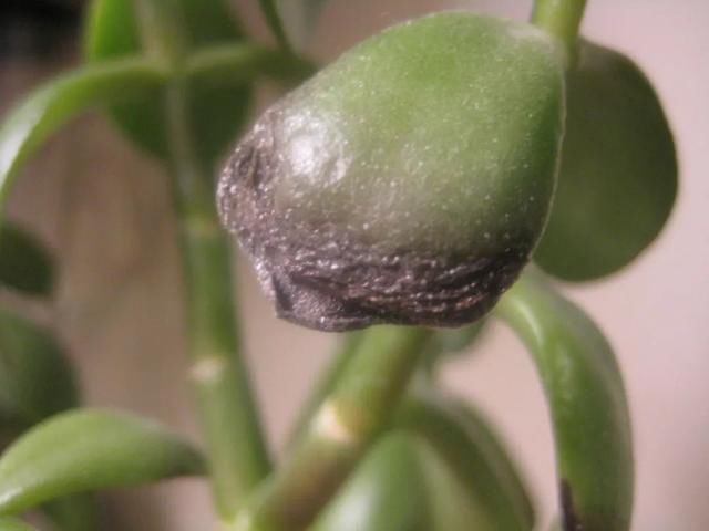  【盆栽玉树】盆栽养的玉树叶片变成棕色，是什么情况引起的呢？