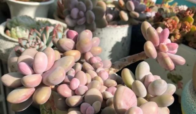  『植物』引起多肉植物化水的原因有3点，化水后这么救，忽略可能只剩空盆