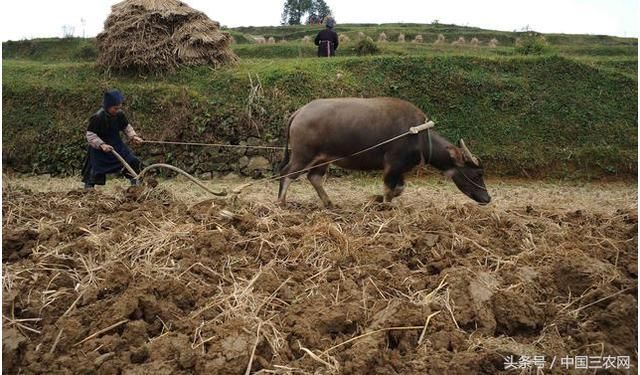 农民种地图片_种地收入(3)