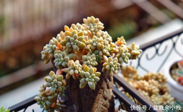 「家里」喜欢在家里养花,就选此3种,花大色艳花期长,养出美丽小花园