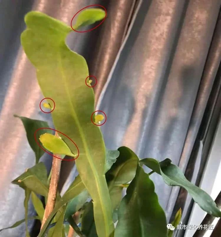  修剪：剪掉昙花叶片上的很多侧芽可以吗？不要进入养护误区，小心不开花