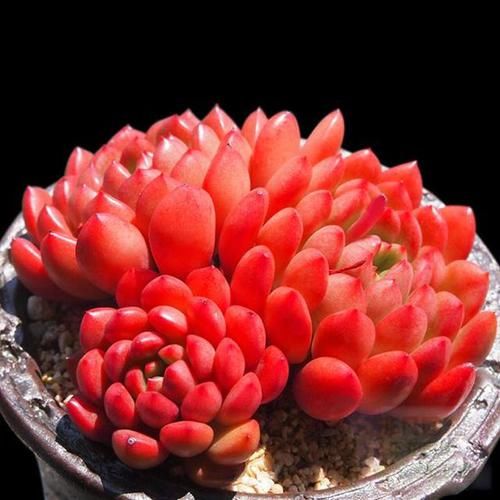  #伸手党#朋友圈里多“微商”，再也不晒“多肉”