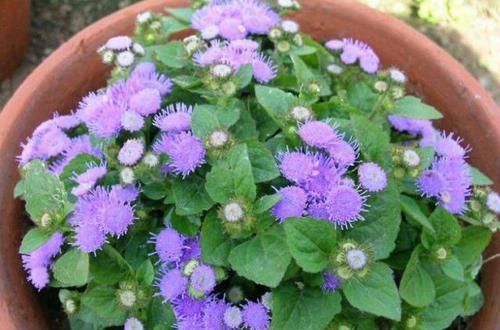  扦插：林中1种“紫花草”，花开清新可爱，折1枝条带回家，能做小巧盆栽