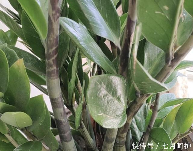  #旺盛#有“2种花”耐旱，1个月浇水一次，依旧旺盛，养1盆在家，好看！