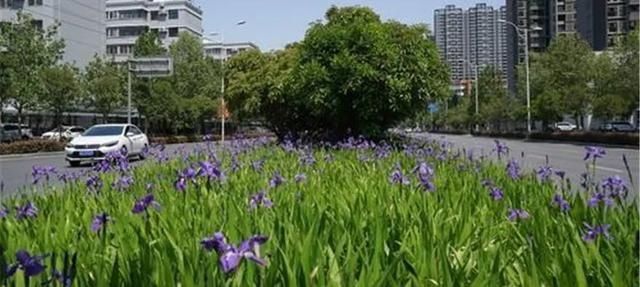  「繁花」郑州，一路繁花，一路繁华