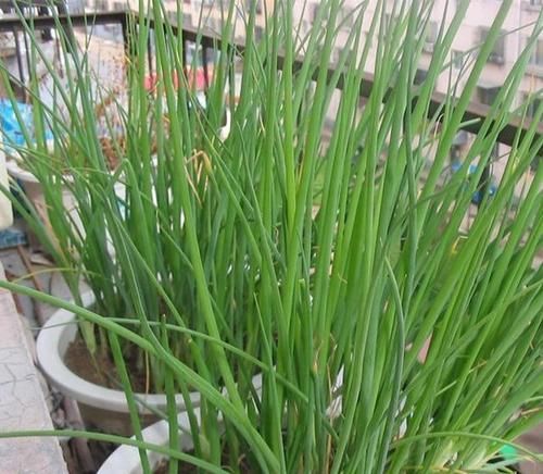  吃不完■阳台种小葱，又粗又“肥硕”，多到吃不完，很简单