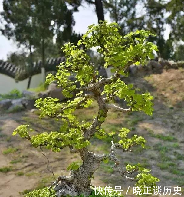 #值钱#这3种盆景可以养成传家宝,再穷也要养,越老越值钱!