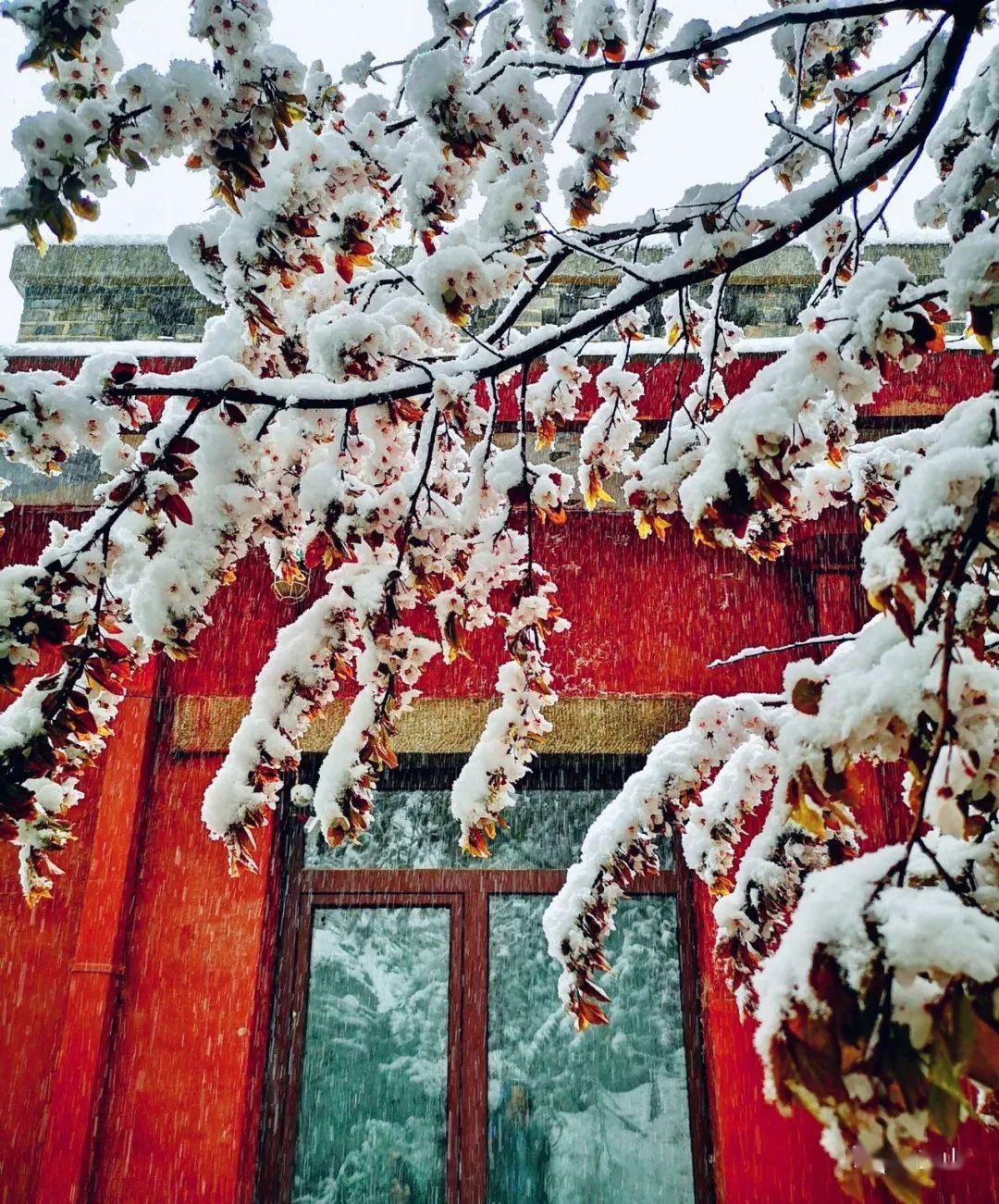  『岱宗』春雪空濛落岱宗，最美人间四月天