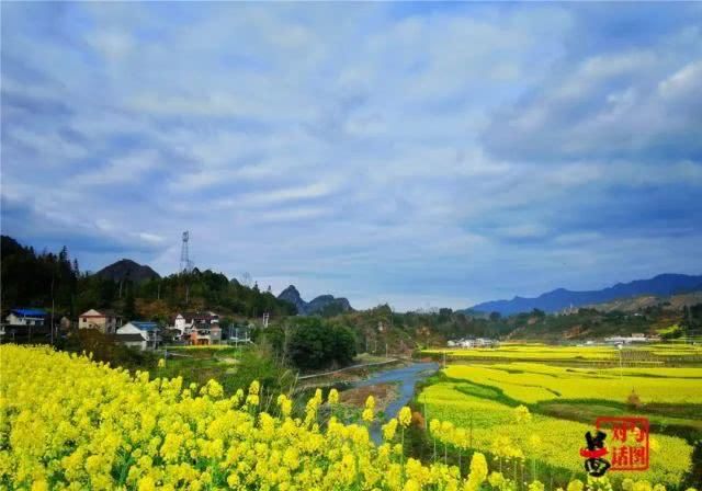  油菜花：一不小心，贵州黄平把春天打翻了