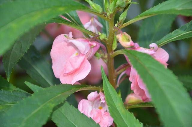  种子@肉感十足开花美艳！凤仙花怎么养护最正确，其实方法很简单！