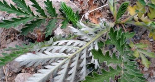  良药■这野草，被称为“小鸡腿”，是“外伤、腹泻”的良药，农