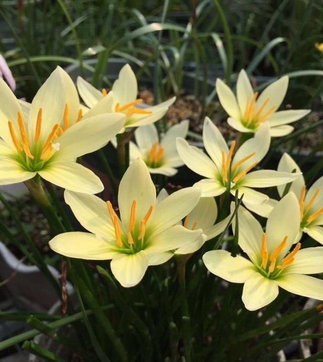 【耐热】3种花很好养,耐热耐晒又耐旱,夏天也能开爆盆,家里养出小花园