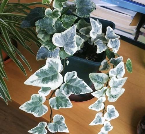  「养护」4种植物喜欢“客厅”，光线越弱，叶片反而越有“光泽”，好养！