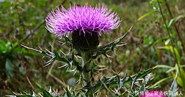 农村这种“带刺玫瑰”，农民看到就要砍掉，很少人知道它异常珍贵