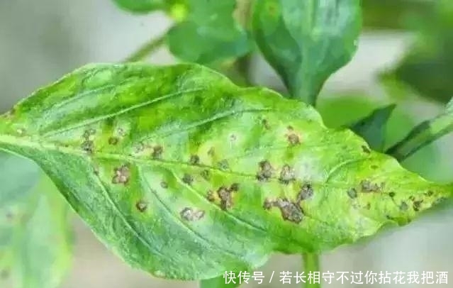  『发生』匪夷所思, 好端端的植物叶尖和叶缘发生枯焦, 这可怎么办?