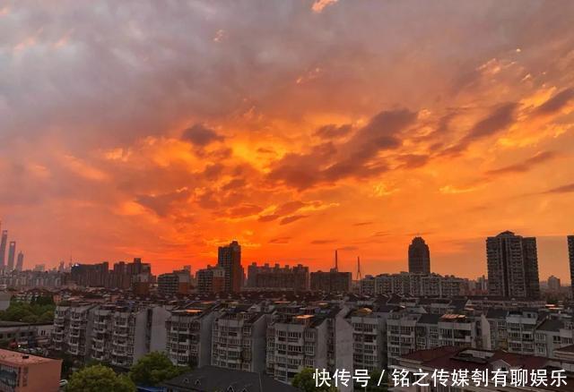  平均气温大于22℃：昨天，上海因为它登上热搜！美到窒息……