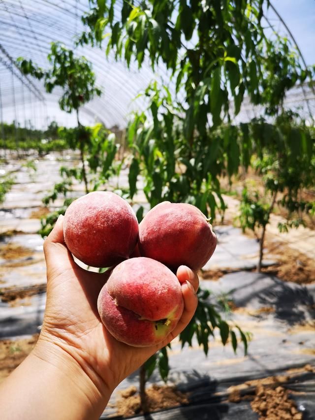 杨凌两日游~记西安知名网络大V走进杨凌示范