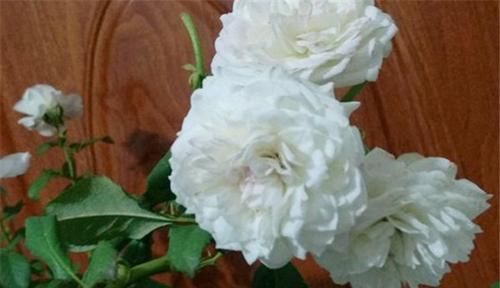  [种植]伊芙白雪公主月季，纯洁高贵，如公主般娇贵，香味浓烈。