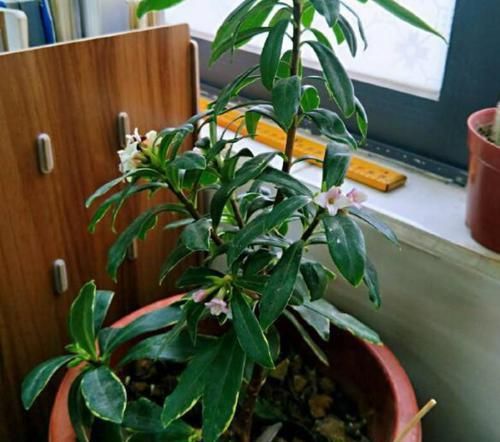  【家里面的瑞香】金边瑞香耷拉叶子，注意几点，开花多到爆！