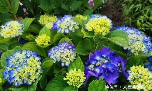 『位置』喜肥的绣球花该怎么施肥?用错肥比不施肥更危险,容易烧苗枯苞