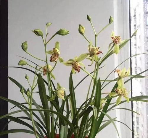  【建兰梨山狮王】兰花极品，花型奇特，多舌多鼻，花色艳丽，浓香怡人，好养价廉