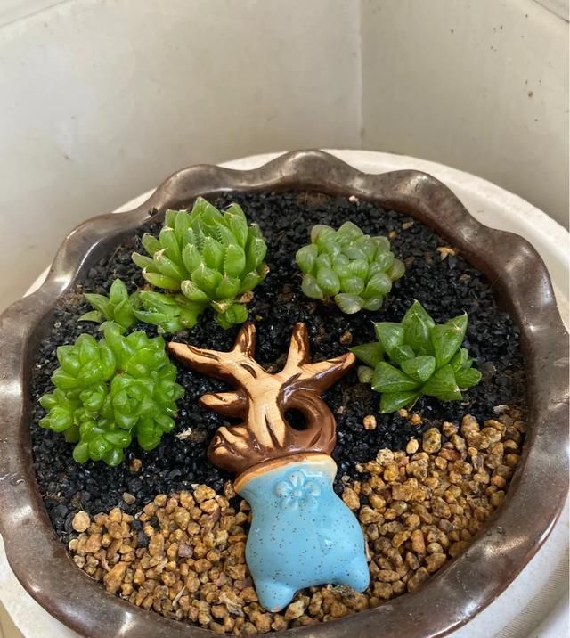  [度夏]多肉度夏时,除了这4点要做好之外,同样心态要保持良好