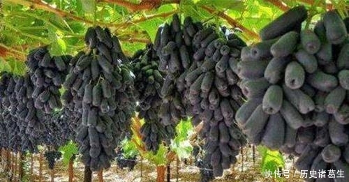  全家■此树冻不死，插土就活，庭院种3棵，来年结果200斤全家吃