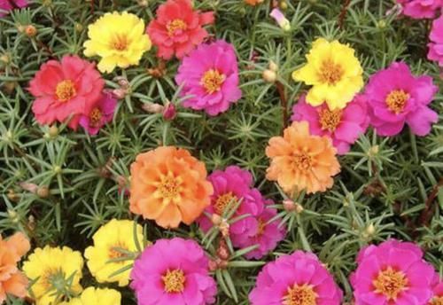『花苞』花苞多的“3种花”,种花盆里就“成活”,养1个月冒花朵,太美