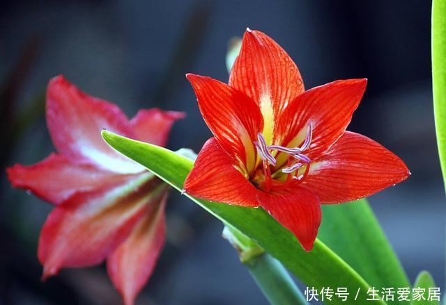『养花』夏天养花就养3种,枝繁叶茂开花爆盆,绚丽多彩抓人眼球,美极了