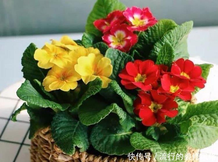 【迷人】养花就养这几款,全年开花不停,花色鲜艳夺目,花朵美艳迷人