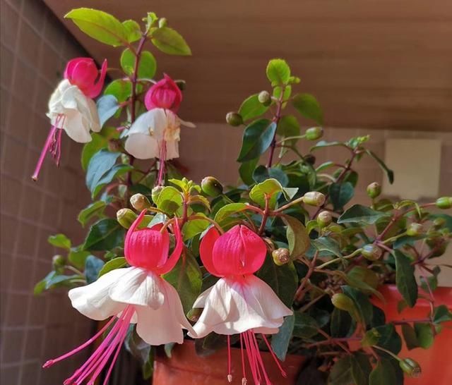  『吊钟海棠』此款世界名花，花朵奇特美丽，花期超长，扦插就能活，是盆栽佳品