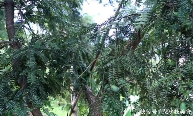 原产于中国的果树，俗称“三代同堂”，一棵树同时长着三年的果实