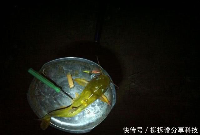 『蚯蚓』不要嫌太贵,钓鱼不是只能用蚯蚓,虾饵也能钓获黄颡和甲鱼