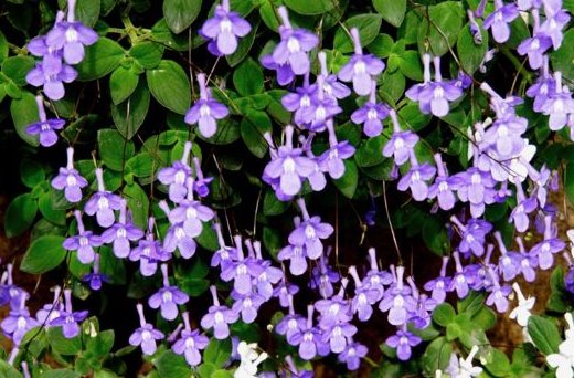 #花儿#养花就养这4朵小花,开花爆满变花海,花开大又艳,小院爆成花海