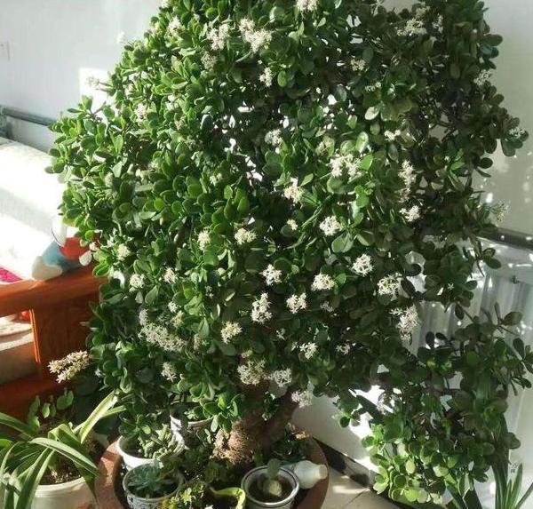 「杀菌消毒」花卉绿植老黄叶烂根怎么办?给它''喂点药'',叶片绿根须粗壮