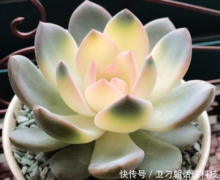 漂亮:这3种花,再漂亮也别在春天养,即使养花大神也很难养活!