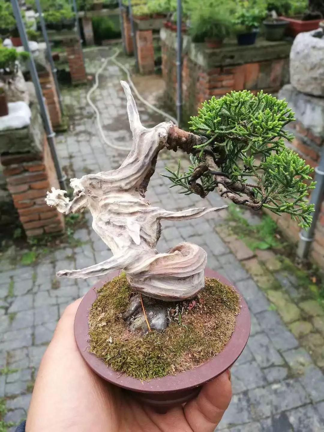  『树木』舍利干虽美，形成却残酷，向你展示舍利干盆景艰辛形成历程！