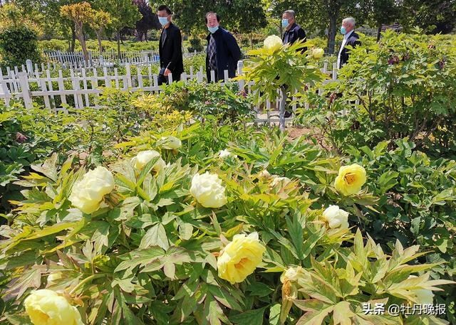 [曹州牡丹园内]早芍药“接档”，助力牡丹节