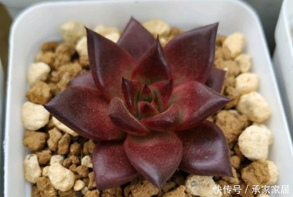 管住|6种多肉“度夏必死”,管住手、少浇水,不然分分钟黑腐