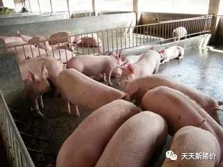 天天新猪价（2019.3.13今日最新猪价）！