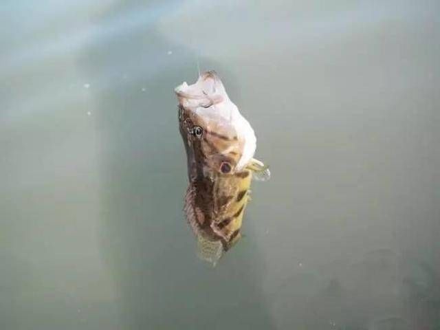  思路是不一样@浮漂不下沉漂就打斜了，是截口还是小鱼闹窝，又需要如何解决