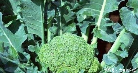 『不用』“5种菜”种阳台,长得快,结果多,不用出门买,随吃随摘!