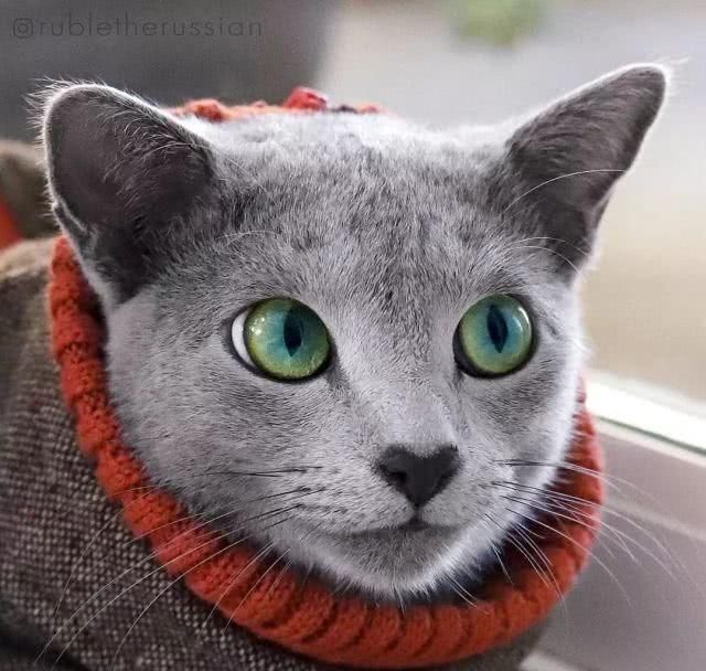  「有趣」超有趣的“变脸猫大赛”，猫看后自己都笑了……